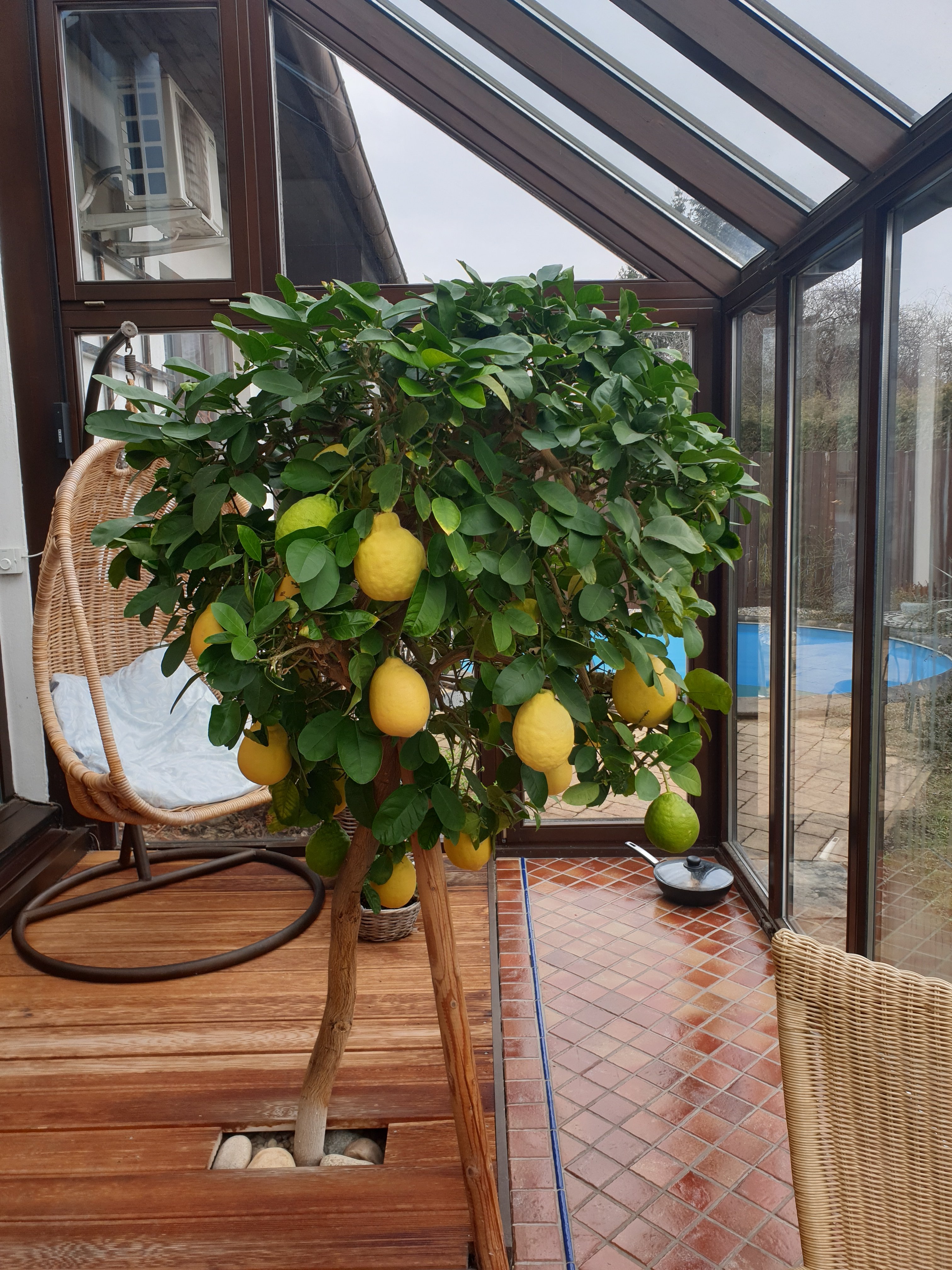 Citron v zimní zahradě